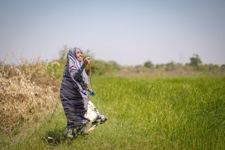 Boosting Local Rice Production – Jowhar